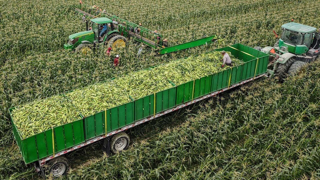 Milhões De Toneladas De Milho Doce Nos EUA São Colhidas Pelos Agricultores Desta Forma