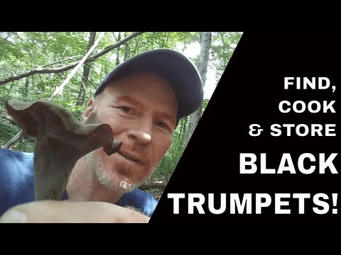 How to Identify, Cook, and Store Black Trumpet Mushrooms  – Karl’s Food Forest Garden: S01E107