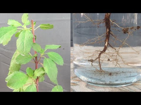tulsi skrynia svorio metimui nauja operacija norint numesti svorio