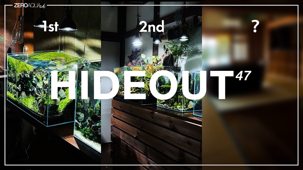 アクアリウム部屋へフルリノベーションすることに・・・