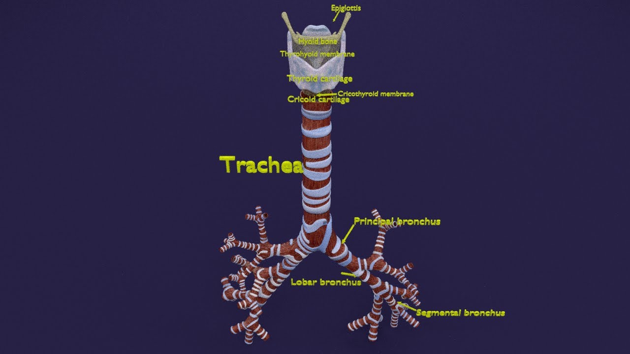 Larynx and trachea 3D Model