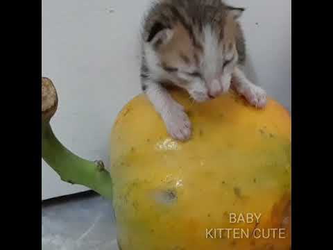 Does the kitten want to eat papaya? #Shorts