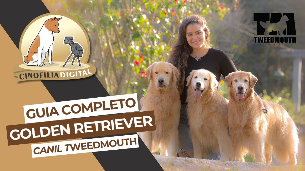 Golden Retriever | Canil Tweedmouth | Cinofilia Digital