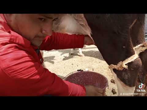 Feria ganadera de Ambato Tungurahua Ecuador..
