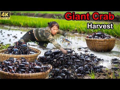 72 Hours Catching Hundreds of Mud Crabs 🦀 | Countryside Girl’s Crab Harvest & Cooking Life!