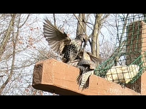 European Starling Pushes a Red-bellied Woodpecker Off of Bird Feeder