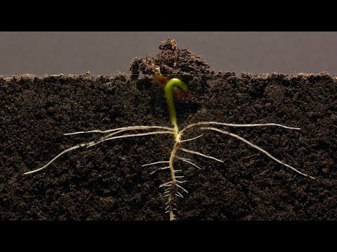 A Time-Lapse Video of a Kidney Bean