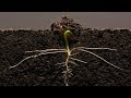 Bean Time-Lapse - 25 days | Soil cross section