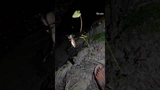 Download lagu Metode Penangkapan Ikan Tradisional yang Menakjubkan dengan Perangkap Tyara. mp3 Download lagu Metode Penangkapan Ikan Tradisional yang Menakjubkan dengan Perangkap Tyara. mp3
