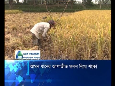 আমন ধানের আশাতীত ফলন নিয়ে শংকা