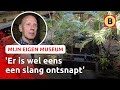 Het begon met schildpad Toon, en nu heeft Karel een reptielenhuis ? | Mijn eigen museum