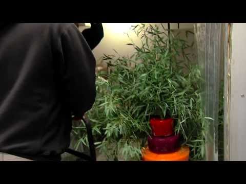 Making a Giraffe Birthday Cake - Cincinnati Zoo