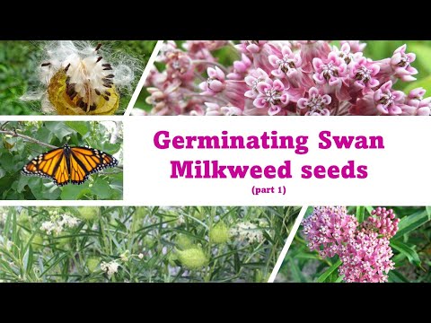 Milkweed germination part1