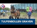 Gratis tulpenbollen uitgraven met behulp van paard en ploeg - OMROEP WEST