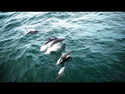 download lagu mp3 mp4 Mother Of All Mothers, download lagu Mother Of All Mothers gratis, unduh video klip Mother Of All Mothers