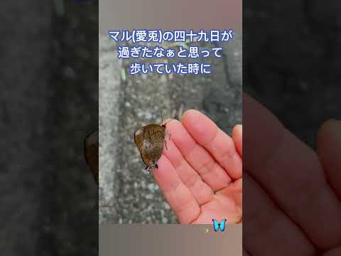 園芸 鱗翅目または蝶
