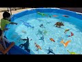 DINOSAUR Pool Collection Learn Dinosaur Names Giant T Rex Velociraptors Stegosaurus