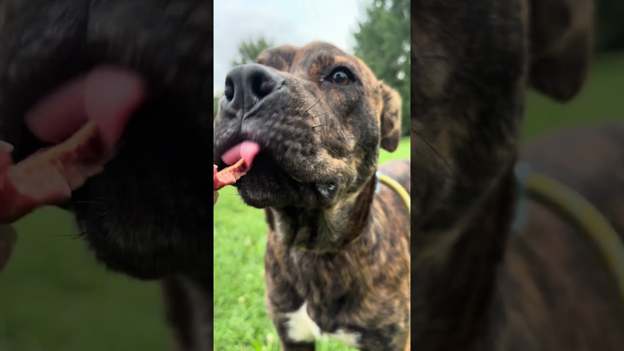 Enlarge Affogato, a ADOPTABLE Pit Bull Terrier in Chicago, IL video 5/5