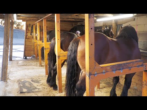 Armăsarii lui Duțu de la Fântâna Mare - Suceava 2022