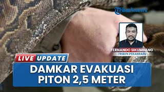 Ular Piton 2,5 Meter Muncul di Rumah Warga Tiung Ujung Pekanbaru, Damkar Sigap Mengevakuasi