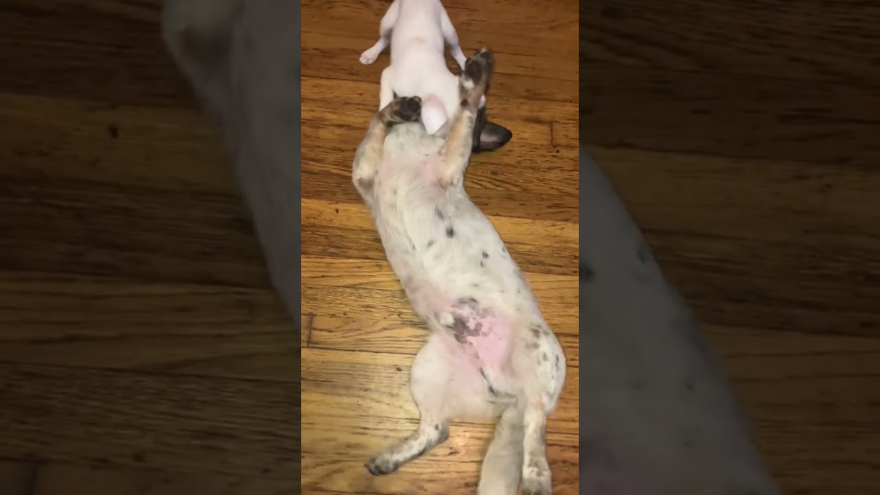 Enlarge Laddy, a ADOPTABLE mixed breed in Santa Monica, CA video 5/5