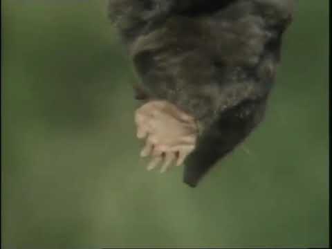 Out Of Town With Jack Hargreaves- The Lost Episodes  (  Chalk Hills / Chalk Springs / Stagecoach