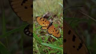 A butterfly soaked in the rain