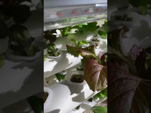 Vivosun Hydroponic system review / overview