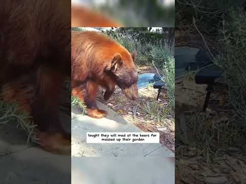 Животные постоянно приходили к дому, но этих гостей они не ожидали увидеть