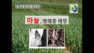 [농사정보] (2월 4주)   마늘_병해충 예방