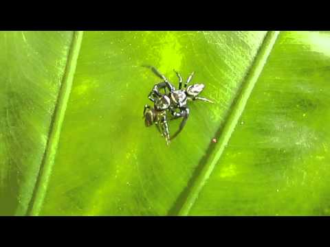 H6(bottom) vs L7(top) Rd1 - 160212