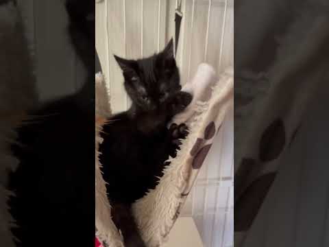 布をハムハムするのが大好きな黒猫
