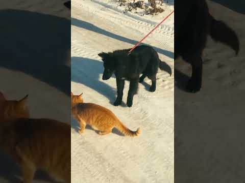 Belgischer Schäferhund Welpe kaufen