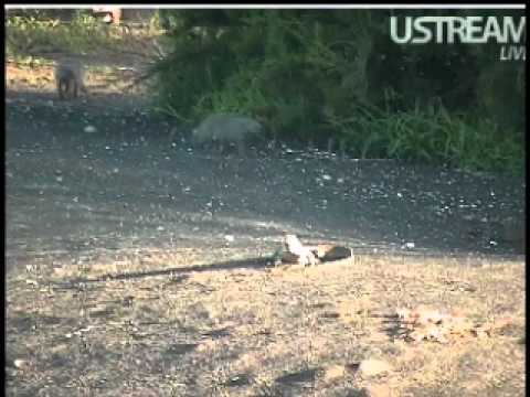 Mongooses and lizard at Pete's Pond Dec18 2011