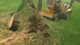 How to stump grind an uprooted tree