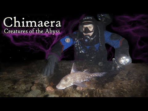 Chimaera Creatures of the Abyss (4K) | Vancouver Island, Canada