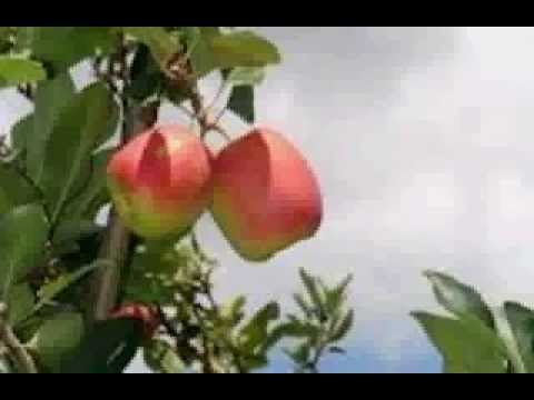 Josias Sobrinho - As perigosas