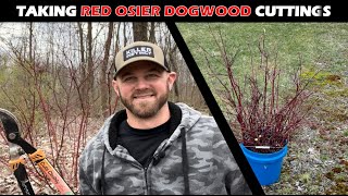Red Osier Dogwood Cuttings & Hybrid Willow Update