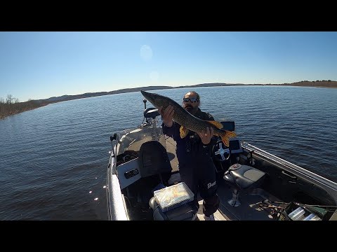Shallow water pike fishing