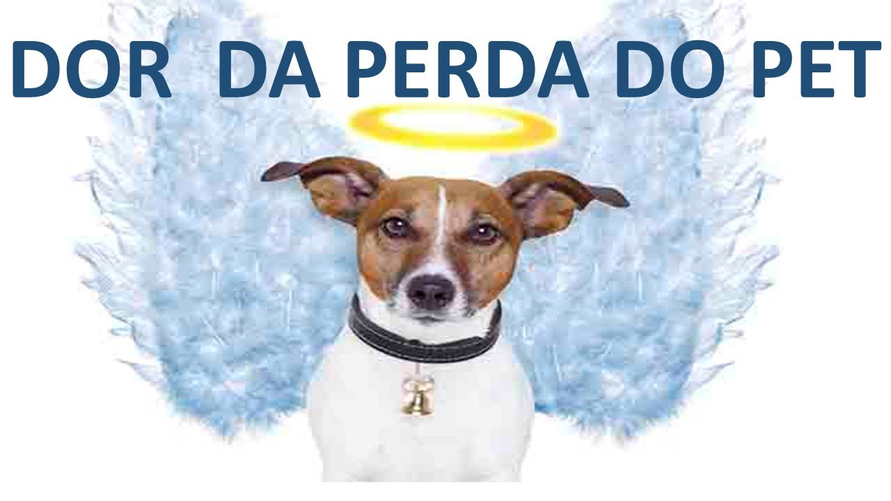 Loss of a Pet: How to Release Sadness and Aching Longing