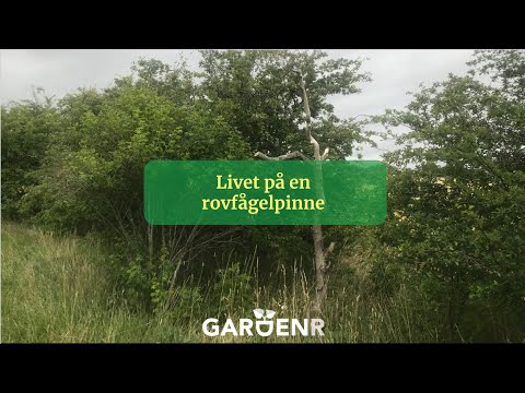 Stötta rovfåglarna - Trädgårdshacks med GardenR