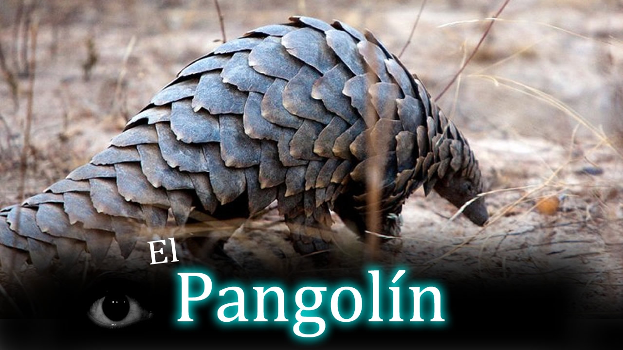 El Pangolín; el animal más traficado del mundo.