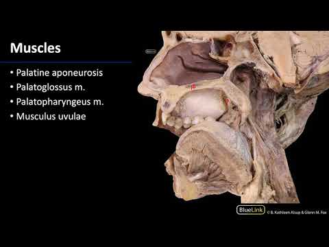 Pterygopalatine Fossa and Palate - Muscles