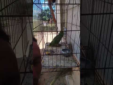 papagaio violento em Serra dourada Bahia
