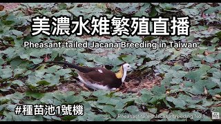 [問卦] 有沒有美濃湖水雉蛋爆開的八卦?