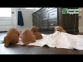 Miniature Golden Retriever dogs for sale: Joy - Video 1