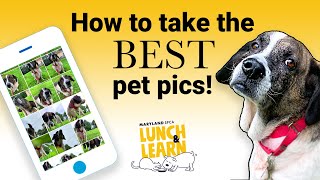 How To Take the BEST Pet Pics