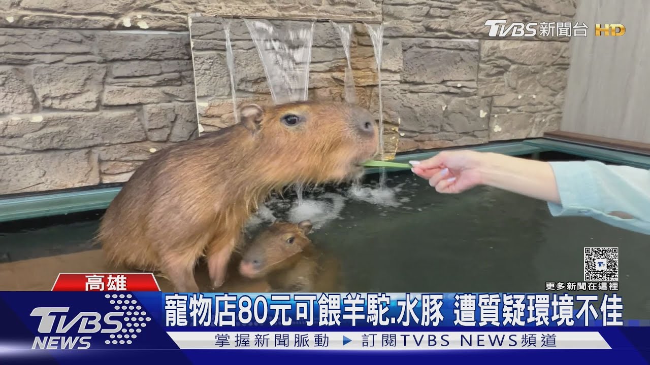 寵物店可餵羊駝.水豚!動保處:特寵業免經許可 可展演
