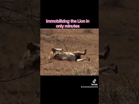 Black Mamba bites male Lion ⚠️ Caution ⚠️ Viewer Discretion Advised 🐍