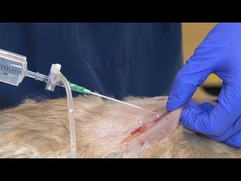 How to Do a Wound Clip and Clean